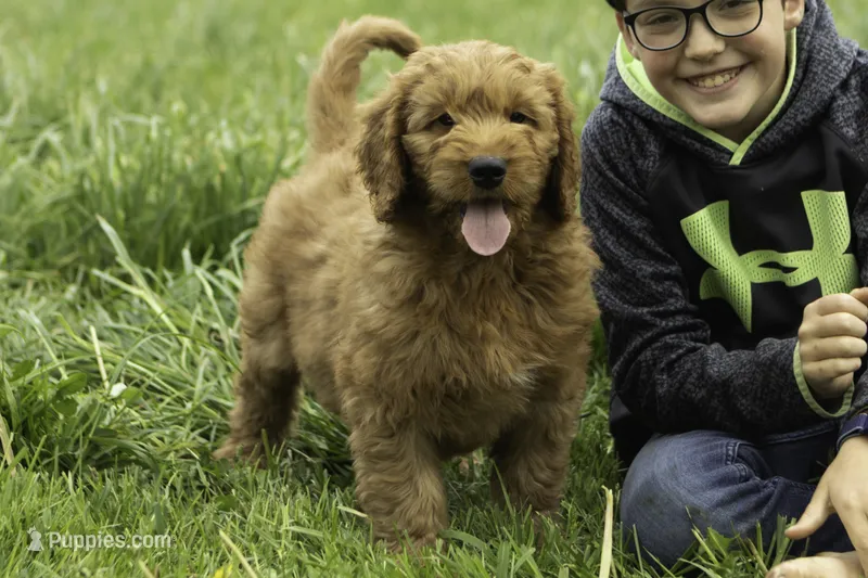 Beckett – Goldendoodle puppy for sale in Oakland, MD