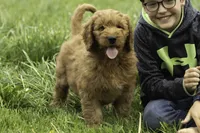 Beckett, a male Goldendoodle for sale in Oakland, MD – 1 of 3