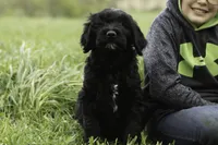 Meg, a female Goldendoodle for sale in Oakland, MD – 2 of 4