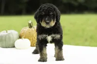 George, a male Bernedoodle for sale in Oakland, MD – 2 of 4