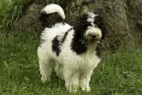 Biscuit, a male Poodle - Multi-Colored Standard for sale in Oakland, MD – 2 of 2