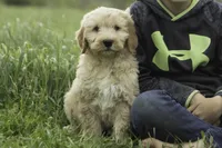 Milo, a male Goldendoodle for sale in Oakland, MD – 2 of 3