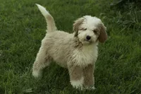 Joe, a male Bernedoodle for sale in Oakland, MD – 2 of 4