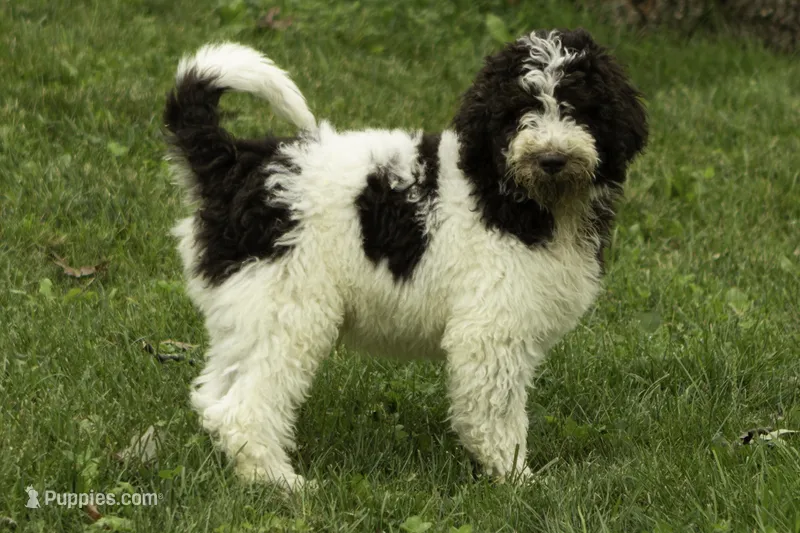 Biscuit – Poodle - Multi-Colored Standard puppy for sale in Oakland, MD