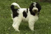 Biscuit, a male Poodle - Multi-Colored Standard for sale in Oakland, MD – 1 of 2