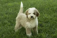 Joe, a male Bernedoodle for sale in Oakland, MD – 3 of 4