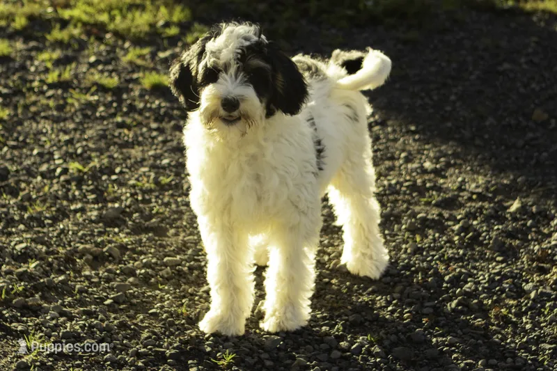 Crema – Bernedoodle puppy for sale in Oakland, MD