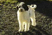 Crema, a female Bernedoodle for sale in Oakland, MD – 1 of 5