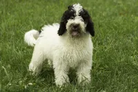 Nilla, a female Poodle - Multi-Colored Standard for sale in Oakland, MD – 1 of 3