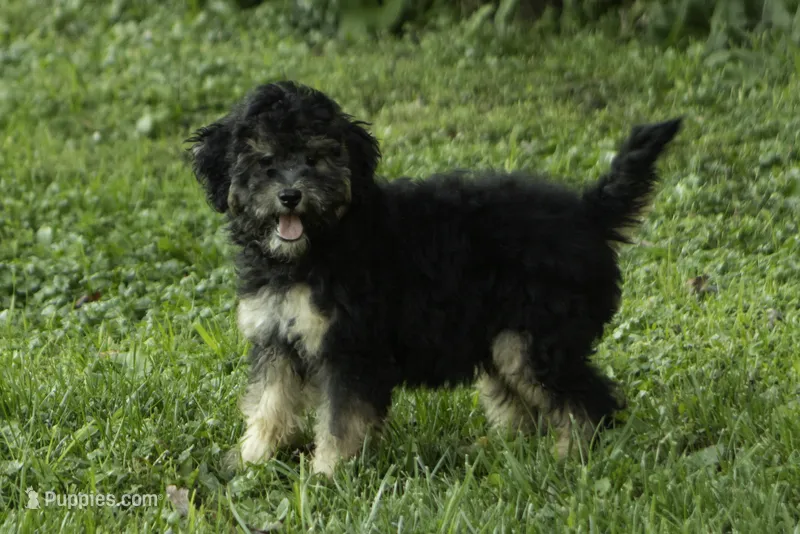 Jo-Jo – Bernedoodle puppy for sale in Oakland, MD