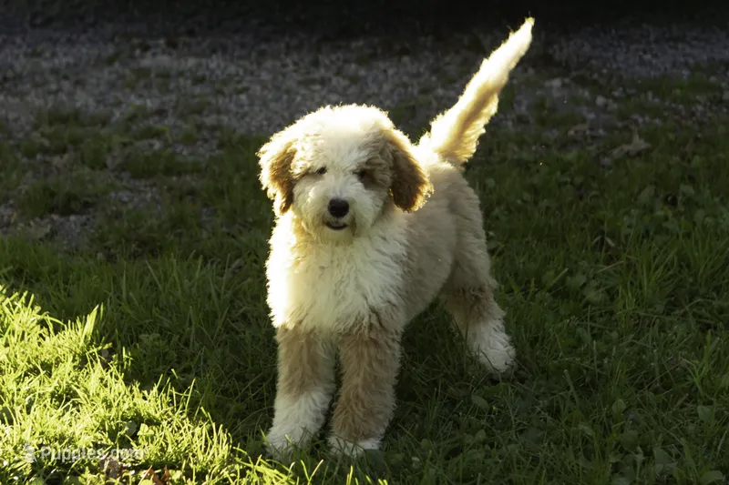 Joe – Bernedoodle puppy for sale in Oakland, MD