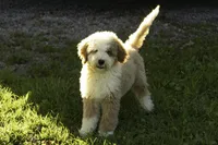 Joe, a male Bernedoodle for sale in Oakland, MD – 1 of 4