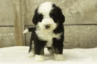 Indigo, a female Bernedoodle for sale in Oakland, MD – 3 of 4