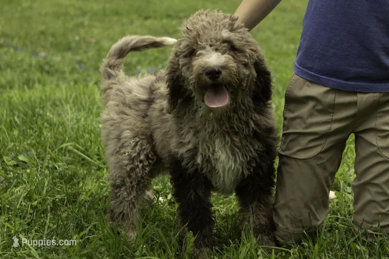 Muffin – Poodle - Multi-Colored Standard puppy for sale in Oakland, MD