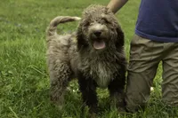Muffin, a male Poodle - Multi-Colored Standard for sale in Oakland, MD – 1 of 2