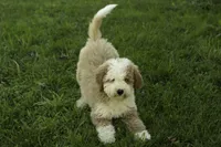 Joe, a male Bernedoodle for sale in Oakland, MD – 4 of 4