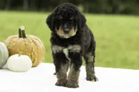 George, a male Bernedoodle for sale in Oakland, MD – 4 of 4