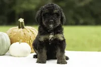 Gwen, a female Bernedoodle for sale in Oakland, MD – 4 of 4