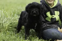 Meg, a female Goldendoodle for sale in Oakland, MD – 3 of 4
