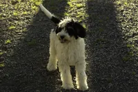 Crema, a female Bernedoodle for sale in Oakland, MD – 2 of 5