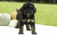 Gwen, a female Bernedoodle for sale in Oakland, MD – 2 of 4