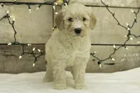 Lucy, a female Goldendoodle for sale in Oakland, MD – Photo 4 of 4
