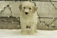 Lucy, a female Goldendoodle for sale in Oakland, MD – Photo 3 of 4