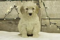 Lucy, a female Goldendoodle for sale in Oakland, MD – Photo 2 of 4