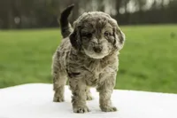 Fox, a male Goldendoodle for sale in Oakland, MD – 3 of 4