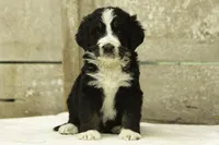 Ian, a male Bernedoodle for sale in Oakland, MD – 4 of 4