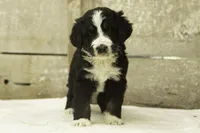 Ian, a male Bernedoodle for sale in Oakland, MD – 2 of 4