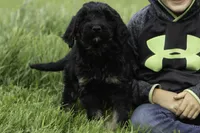 Mack, a male Goldendoodle for sale in Oakland, MD – 3 of 3