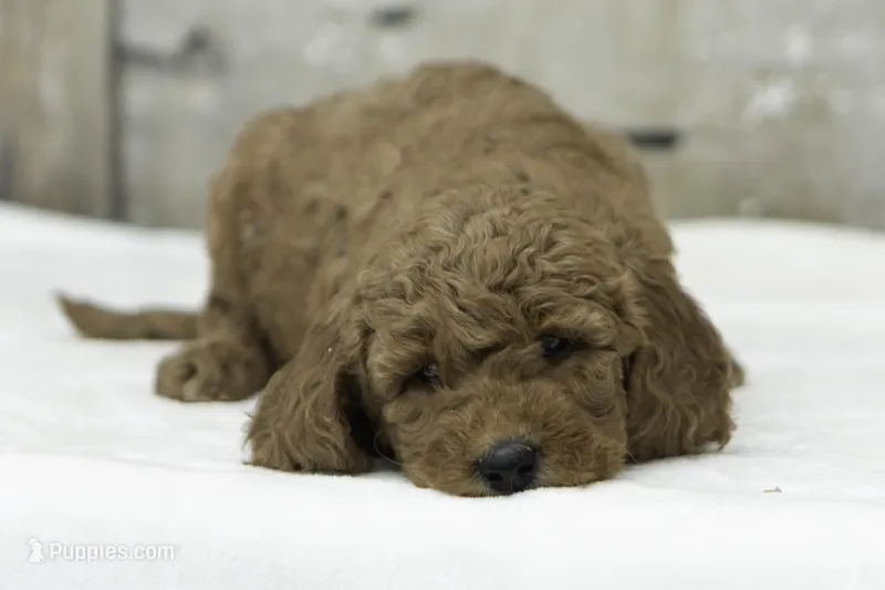 Lila – Goldendoodle puppy for sale in Oakland, MD