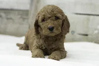 Lila, a female Goldendoodle for sale in Oakland, MD – Photo 2 of 2