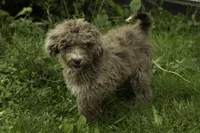 Honey, a female Poodle - Multi-Colored Standard for sale in Oakland, MD – 2 of 2