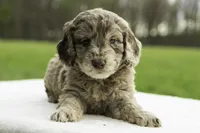 Fox, a male Goldendoodle for sale in Oakland, MD – 4 of 4