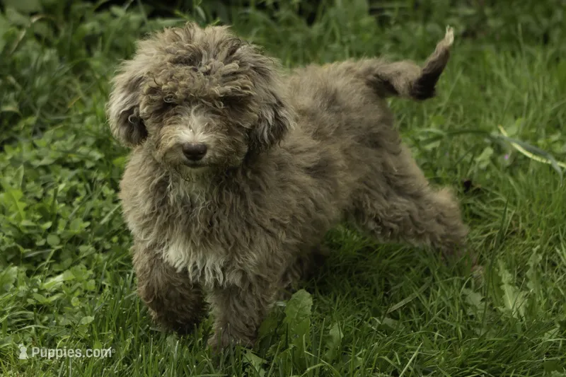 Honey – Poodle - Multi-Colored Standard puppy for sale in Oakland, MD