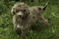 Honey, a female Poodle - Multi-Colored Standard for sale in Oakland, MD – 1 of 2