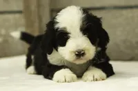 Indigo, a female Bernedoodle for sale in Oakland, MD – 2 of 4