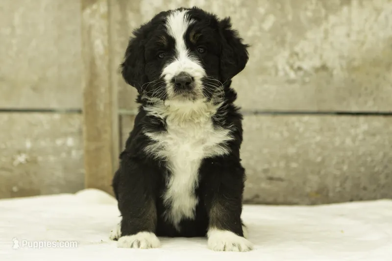 Ian – Bernedoodle puppy for sale in Oakland, MD