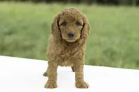 Lydia, a female Goldendoodle for sale in Oakland, MD – 3 of 4