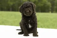 Percy, a male Goldendoodle for sale in Oakland, MD – 1 of 4