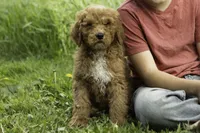 Rebel, a male Goldendoodle for sale in Oakland, MD – 2 of 3