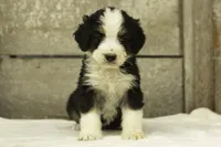 Isaac, a male Bernedoodle for sale in Oakland, MD – 4 of 4