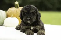 Gwen, a female Bernedoodle for sale in Oakland, MD – 3 of 4