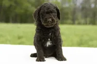 Percy, a male Goldendoodle for sale in Oakland, MD – 4 of 4