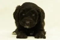 processed/4dbe5b0d-5662-4a60-8f5e-915aec178f2d/listing/d60b570d-b7ec-4b9d-a4b6-48926a44b4ba/75401f4f-c1f4-4dbc-b244-f2188489d9b8