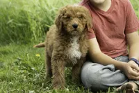 Rebel, a male Goldendoodle for sale in Oakland, MD – 3 of 3