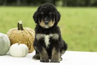 George, a male Bernedoodle for sale in Oakland, MD – 3 of 4