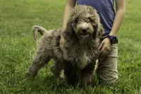 Muffin, a male Poodle - Multi-Colored Standard for sale in Oakland, MD – 2 of 2